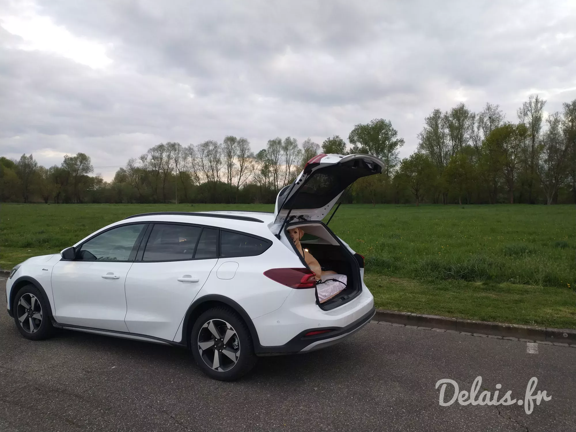 Ford Focus Frozen White Active X