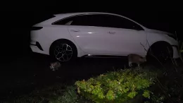 Kia Proceed Blanc GT-line Premium de Ambref